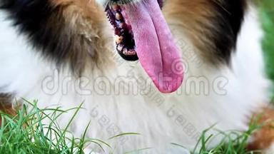 闭上狗`的舌头，张开热的动物的下巴，绵羊累了，舌头挂着
